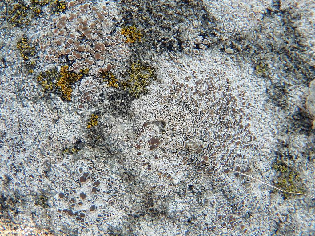 Lecanora sp. da identificare